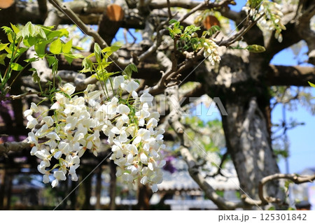 神社に咲く藤の花 125301842