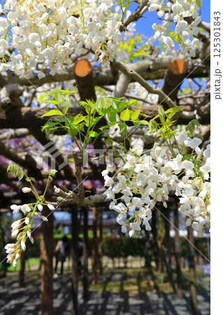 神社に咲く藤の花 125301843