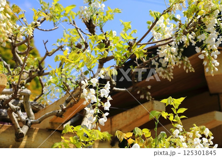 神社に咲く藤の花 神社に咲く藤の花 125301845