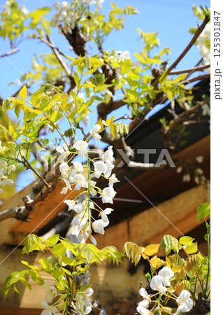 神社に咲く藤の花 125301847