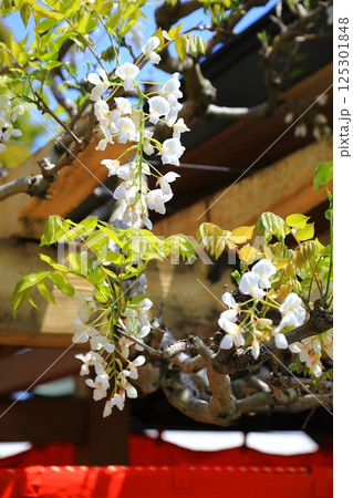 神社に咲く藤の花 125301848