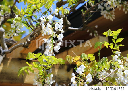 神社に咲く藤の花 神社に咲く藤の花 125301851