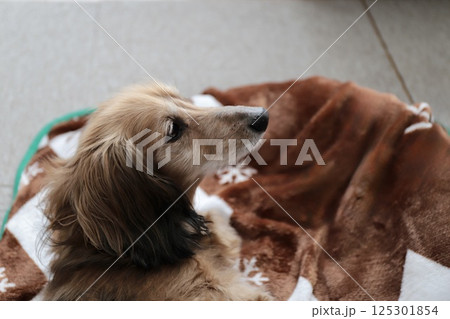 フリースを敷いた犬用ベッドで休んでいるミニチュアダックス 125301854