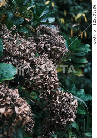 枯れた紫陽花の花 枯れた紫陽花の花 125301886