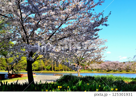 東京　都立水元公園のさくら　お花見 125301931