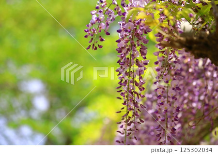 神社に咲く藤の花 神社に咲く藤の花 125302034
