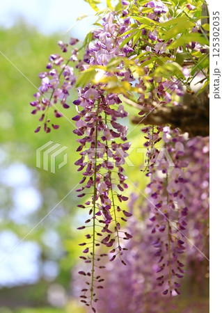 神社に咲く藤の花 神社に咲く藤の花 125302035