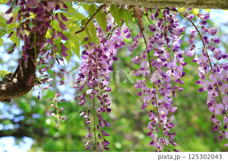 神社に咲く藤の花 125302043