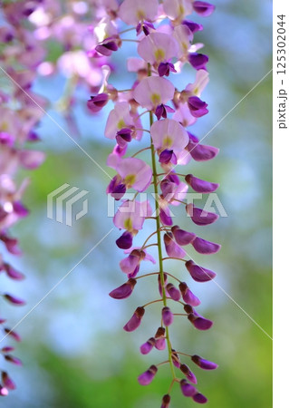神社に咲く藤の花 125302044