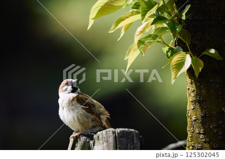 木に止まるスズメ 125302045