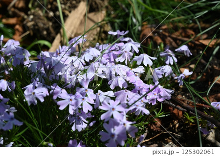 青い芝桜 125302061