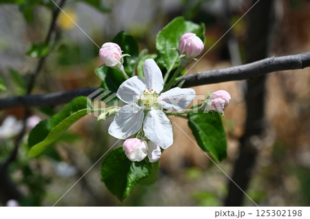 白いリンゴの花 白いリンゴの花 125302198