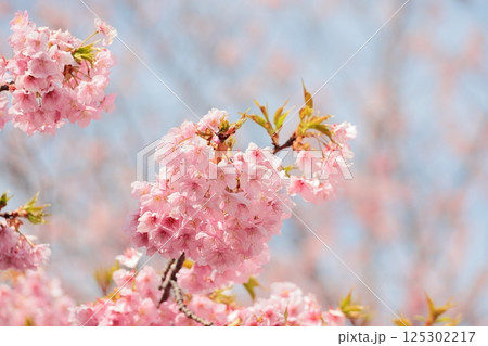 満開の河津桜 125302217