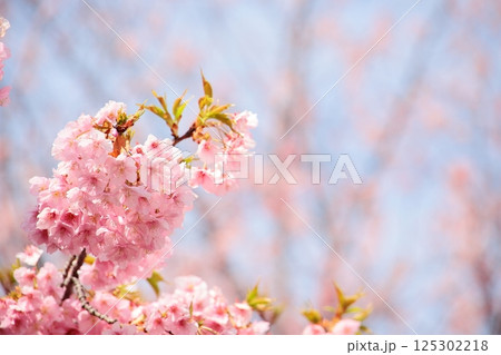 満開の河津桜 満開の河津桜 125302218