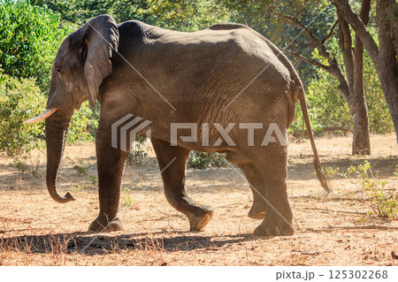 African elephant African elephant 125302268