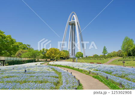138タワーパークとネモヒィラ畑 138タワーパークとネモヒィラ畑 125302908