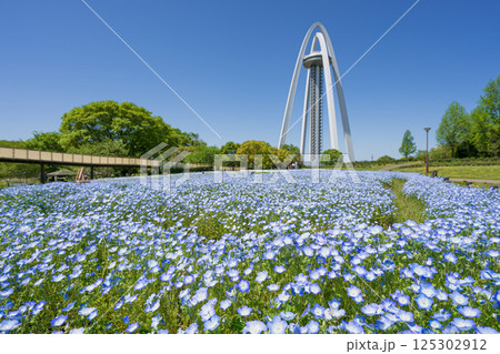 138タワーパークとネモヒィラ畑 138タワーパークとネモヒィラ畑 125302912