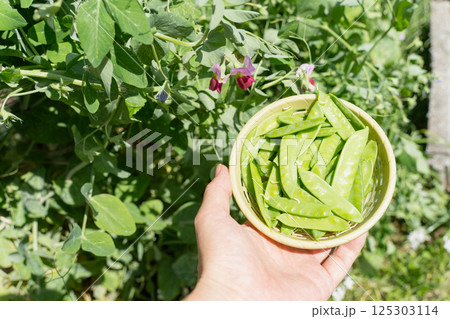 えんどう豆の収穫  125303114