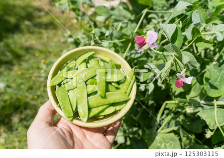 えんどう豆の収穫 えんどう豆の収穫 125303115