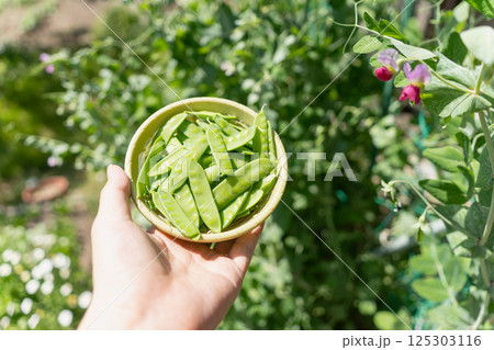えんどう豆の収穫  125303116