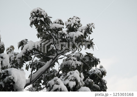 樹木に積もる雪の風景 125303168