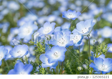 ネモフィラ 　アップ 125303221