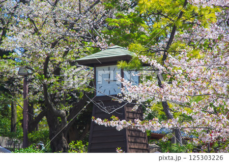 飛鳥山公園 時計台と満開の桜 125303226