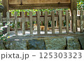 八幡神社のネコ神主 125303323