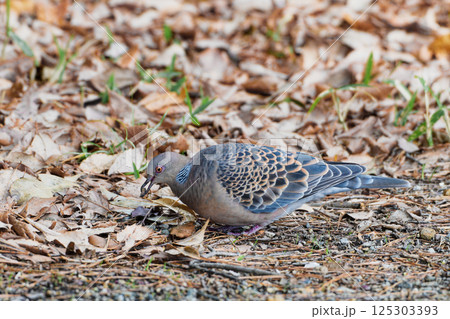 地面で採餌するキジバト 125303393