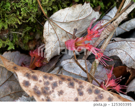落花したムクロジ科ハナノキの雄花 125303395