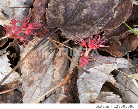 落花したムクロジ科ハナノキの雄花 落花したムクロジ科ハナノキの雄花 125303396