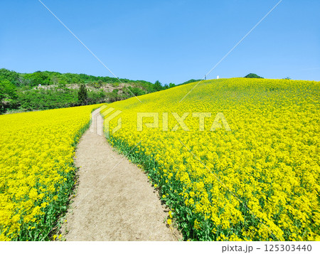 三ノ倉高原菜の花畑 125303440