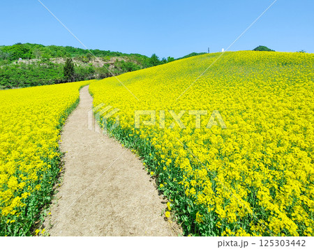 三ノ倉高原菜の花畑 125303442