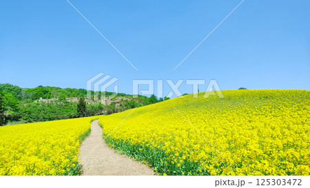 三ノ倉高原菜の花畑 125303472