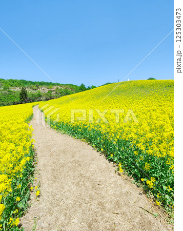 三ノ倉高原菜の花畑 125303473