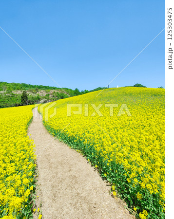 三ノ倉高原菜の花畑 125303475