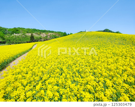 三ノ倉高原菜の花畑 三ノ倉高原菜の花畑 125303479