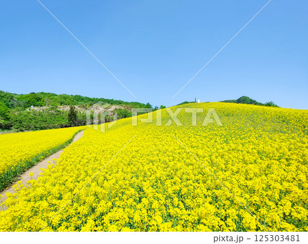三ノ倉高原菜の花畑 125303481