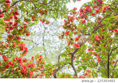 艶やかな満開の赤いツツジの花 125303483