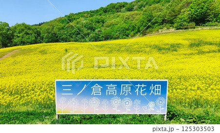 三ノ倉高原菜の花畑 125303503