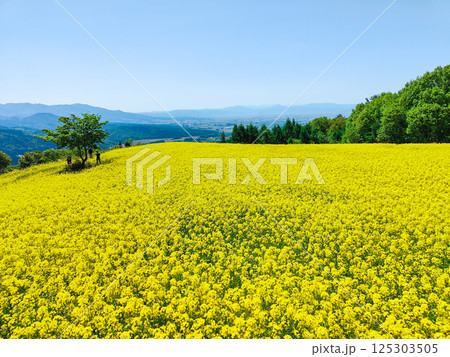 三ノ倉高原菜の花畑 125303505