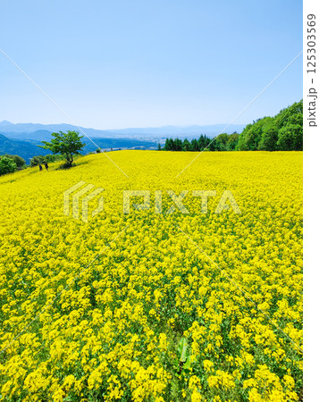 三ノ倉高原菜の花畑 三ノ倉高原菜の花畑 125303569