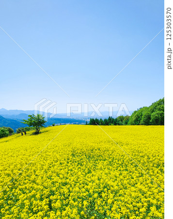 三ノ倉高原菜の花畑 125303570