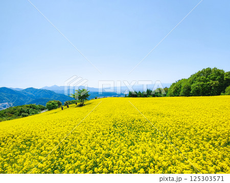 三ノ倉高原菜の花畑 125303571