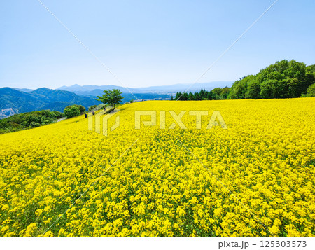 三ノ倉高原菜の花畑 三ノ倉高原菜の花畑 125303573