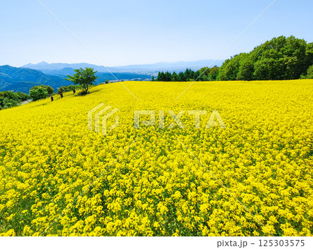 三ノ倉高原菜の花畑 三ノ倉高原菜の花畑 125303575