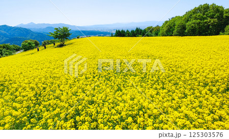 三ノ倉高原菜の花畑 三ノ倉高原菜の花畑 125303576