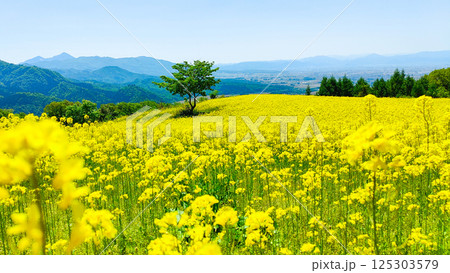 三ノ倉高原菜の花畑 125303579