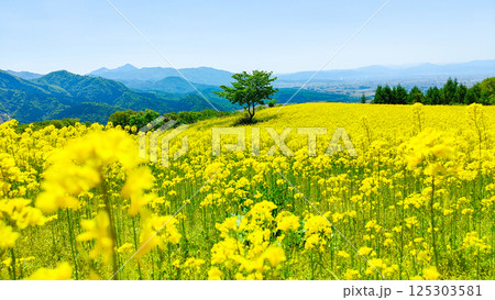 三ノ倉高原菜の花畑 125303581