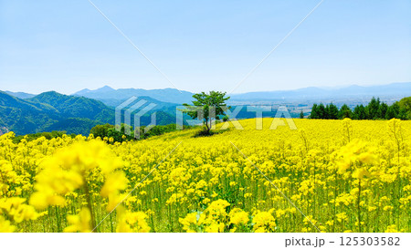三ノ倉高原菜の花畑 125303582